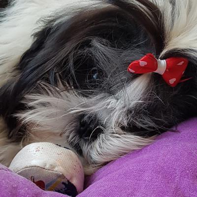 Nika - 1 dicembre 2018