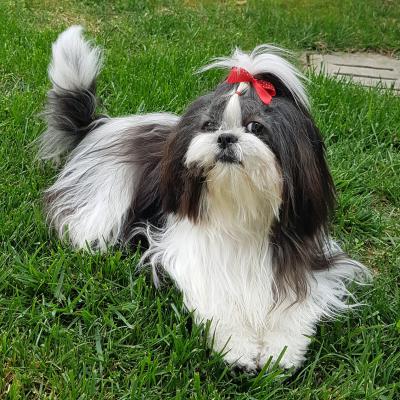 Nika - 13 aprile 2019