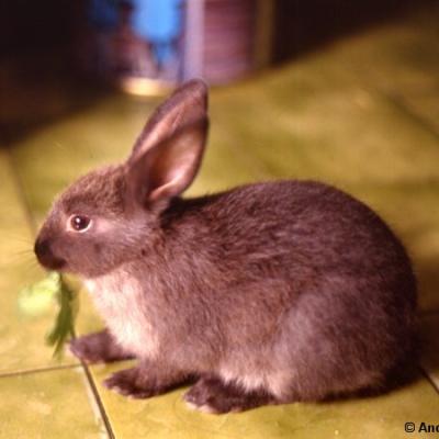 Altri piccoli animali
