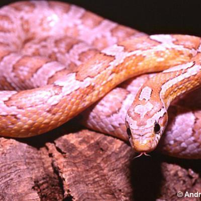 Serpente del grano 