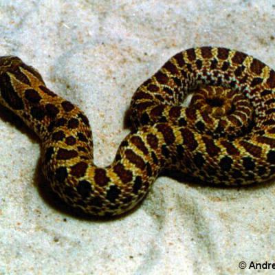 Serpente muso di porco