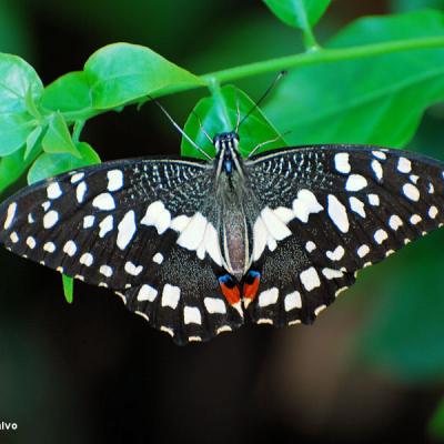 Butterfly Arc