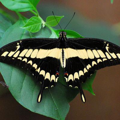 Butterfly Arc