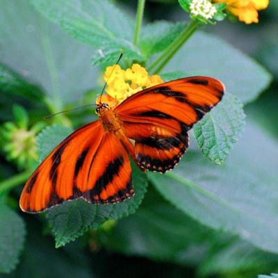 Butterfly Arc