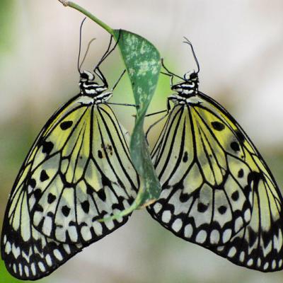 Butterfly Arc