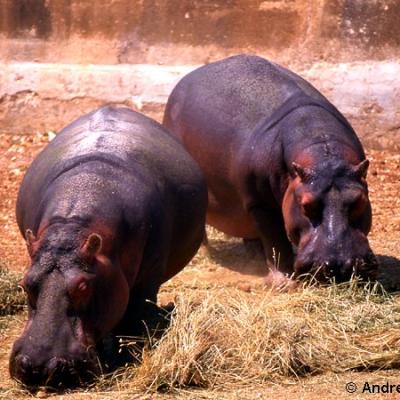 Parco Zoo Fasano