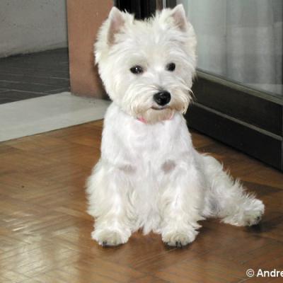 Lamù