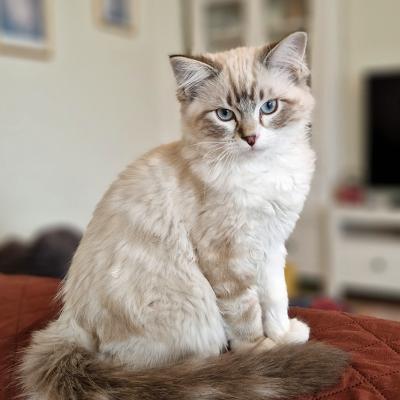 Leo - 18 febbraio 2025