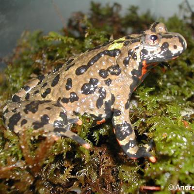 Bombina orientalis