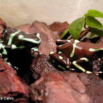 Poison Frog