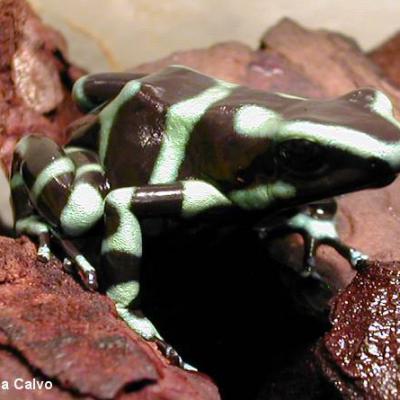 Poison Frog