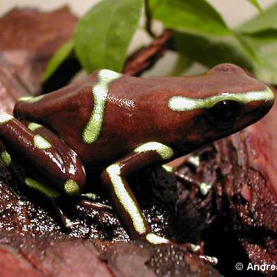 Poison Frog